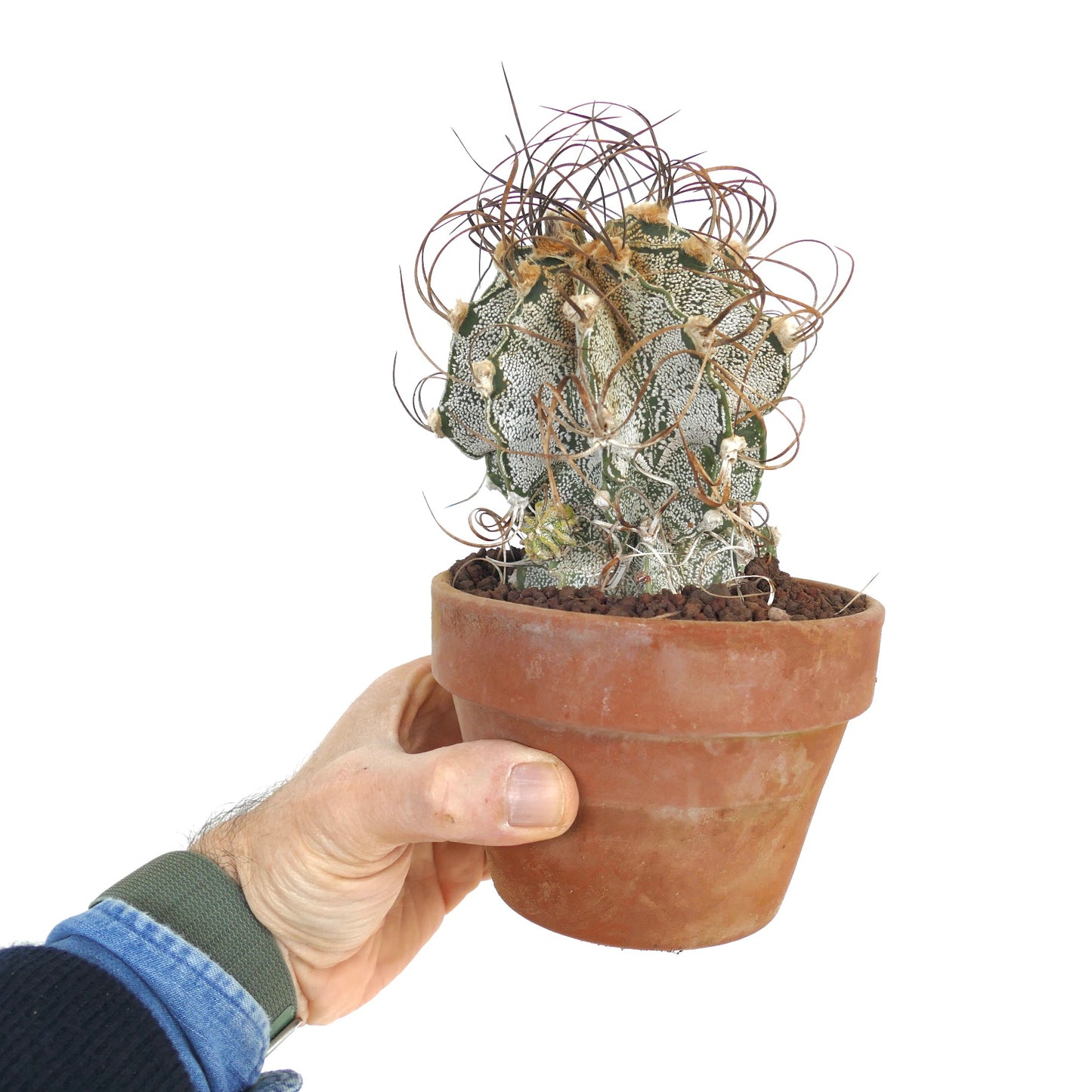 Astrophytum capricorne var. niveum UNROOTED (BIS610)