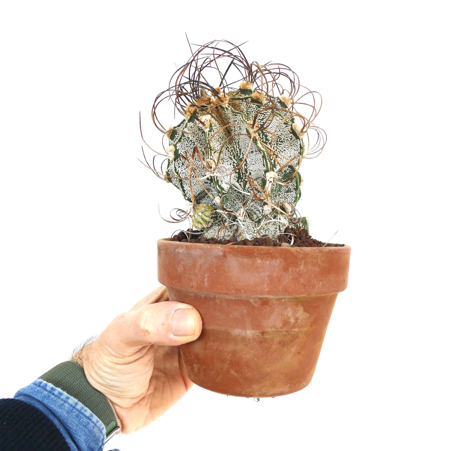 Astrophytum capricorne var. niveum UNROOTED (BIS610)