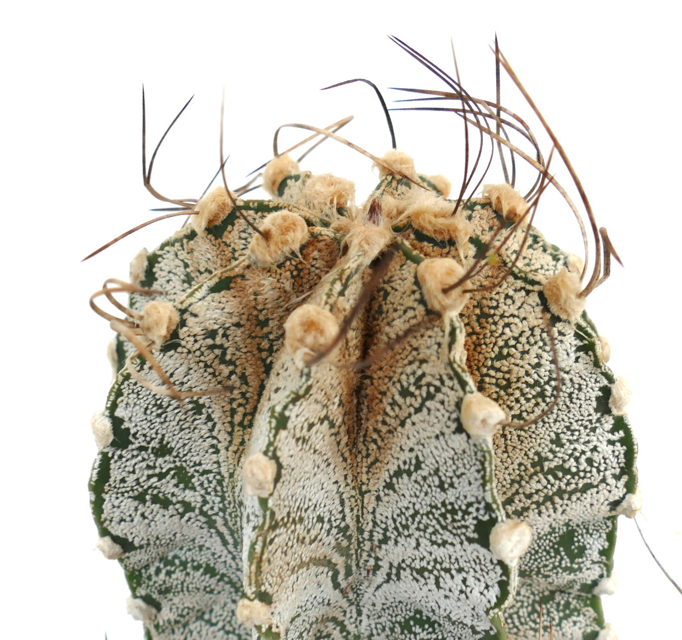 Astrophytum capricorne var. niveum UNROOTED