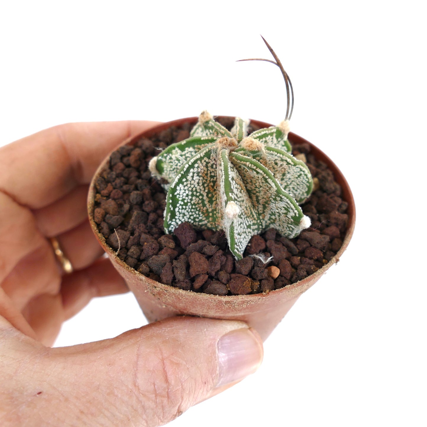 Astrophytum capricorne niveaux cv THAYO (UNROOTED) OOM-460