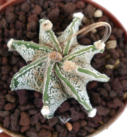 Astrophytum capricorne niveaux cv THAYO (UNROOTED) OOM-460