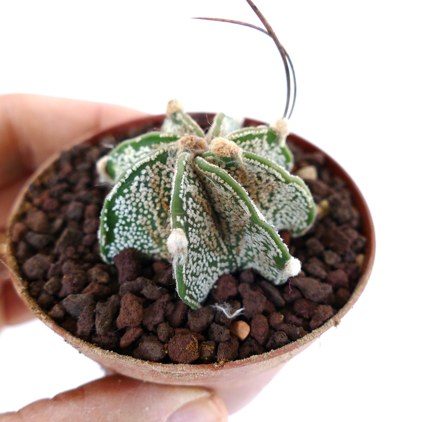 Astrophytum capricorne niveaux cv THAYO (UNROOTED) OOM-460