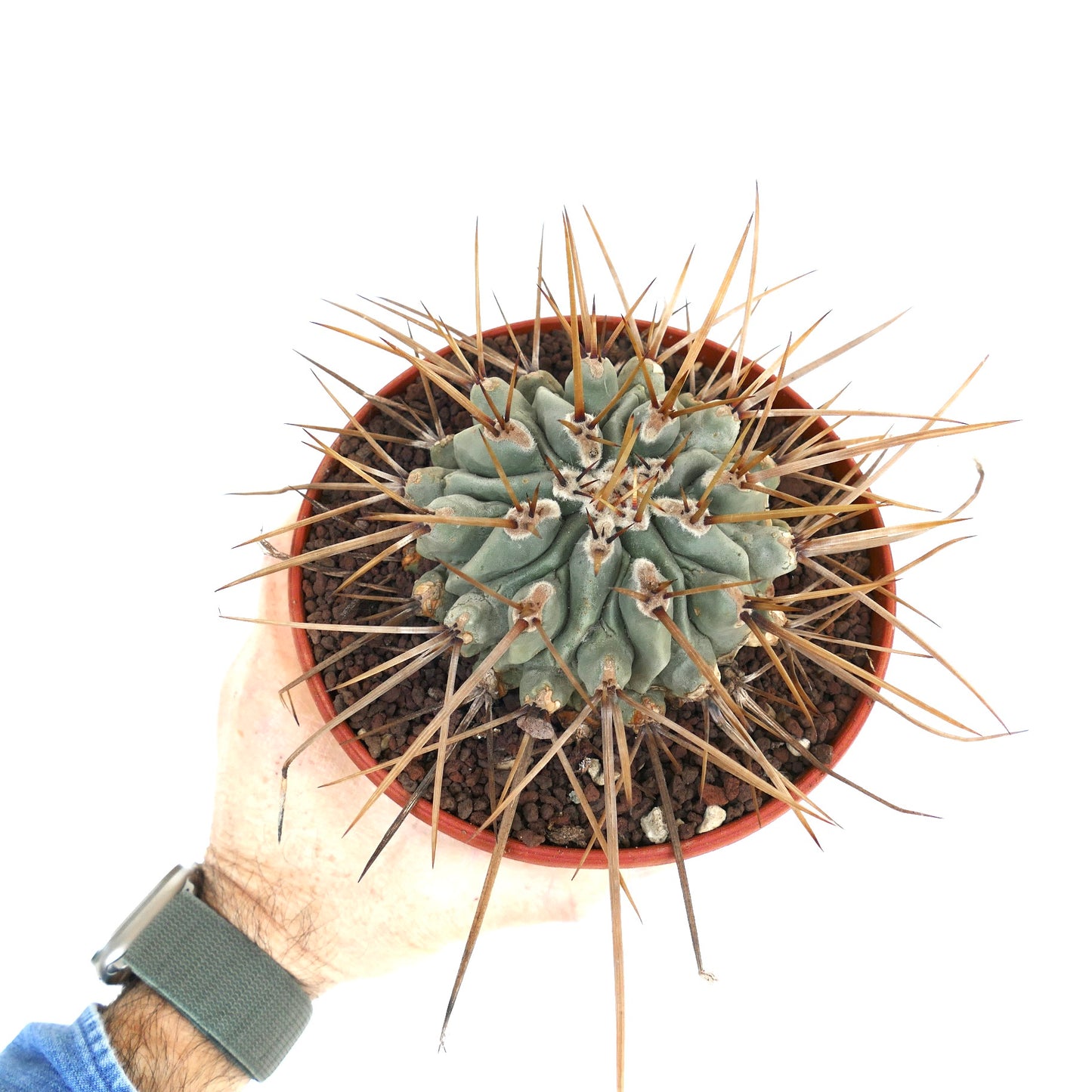 Thelocactus nidulans (near Saltillo, MEXICO) MAX84