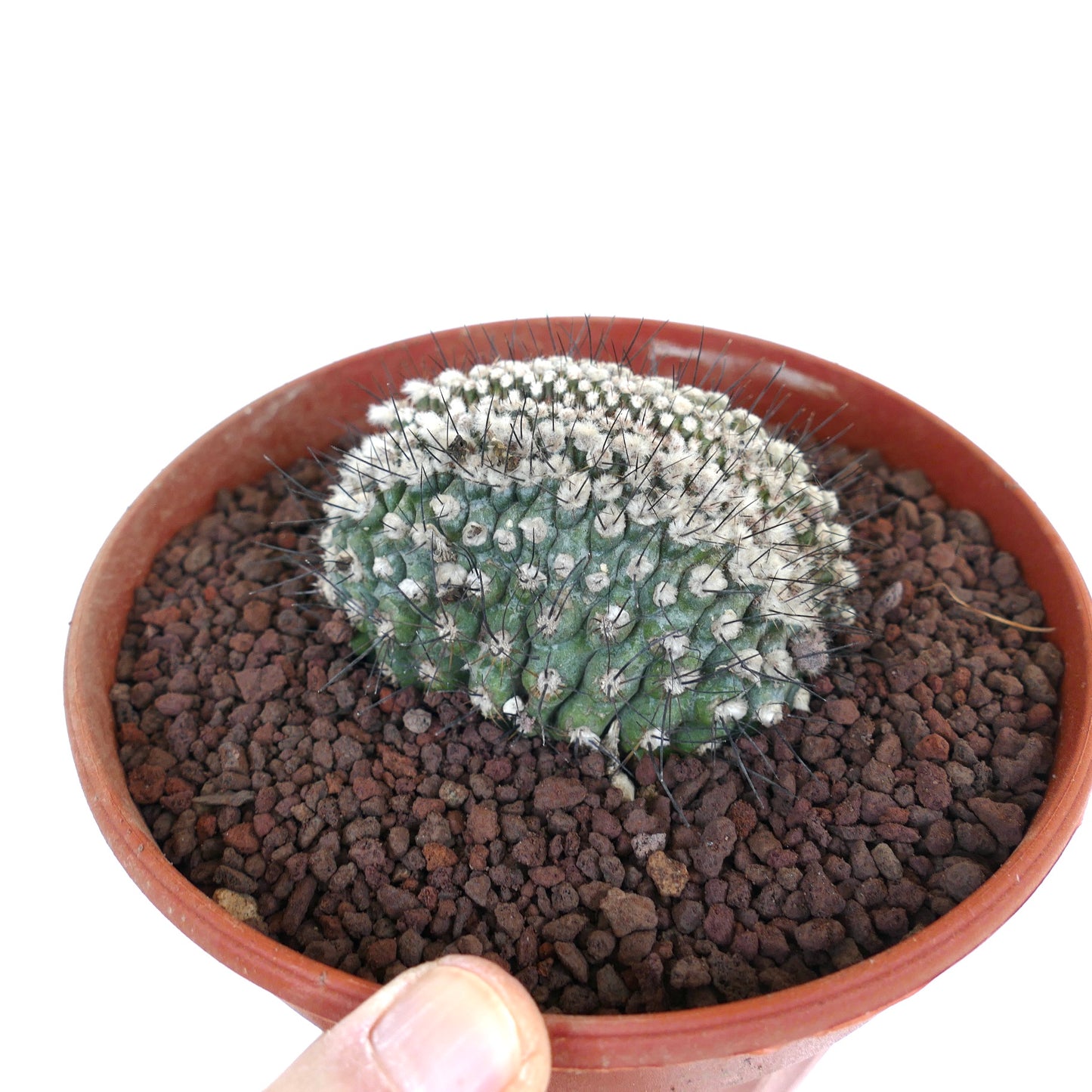 Copiapoa humilis CRESTED CN22