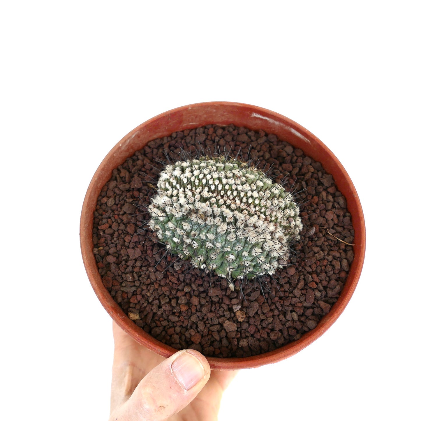 Copiapoa humilis CRESTED CN22