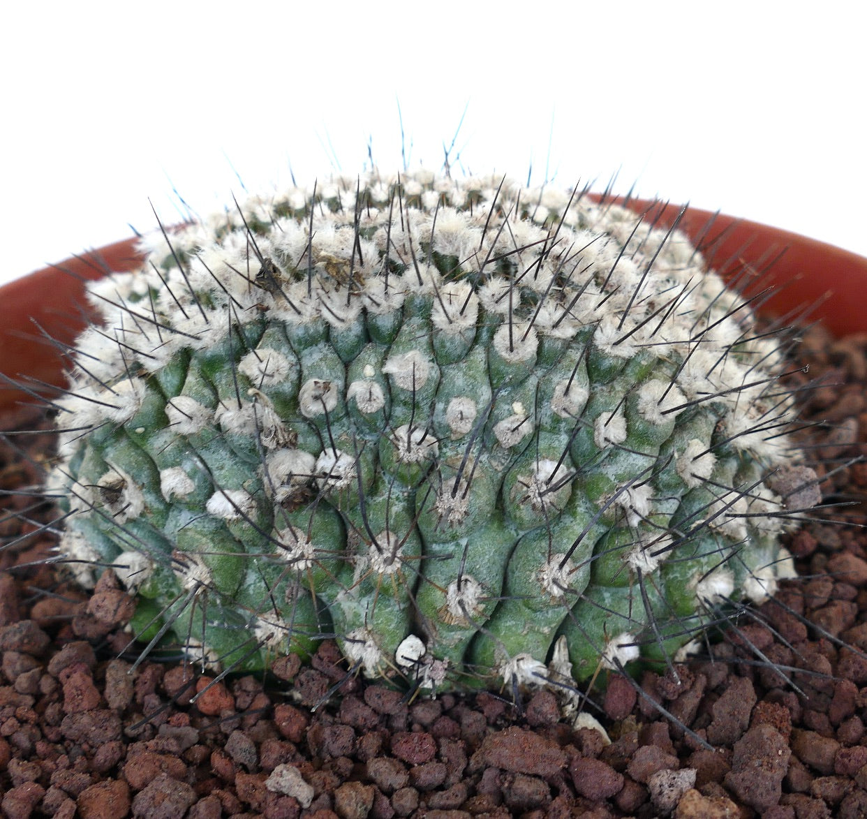 Copiapoa humilis CRESTED CN22