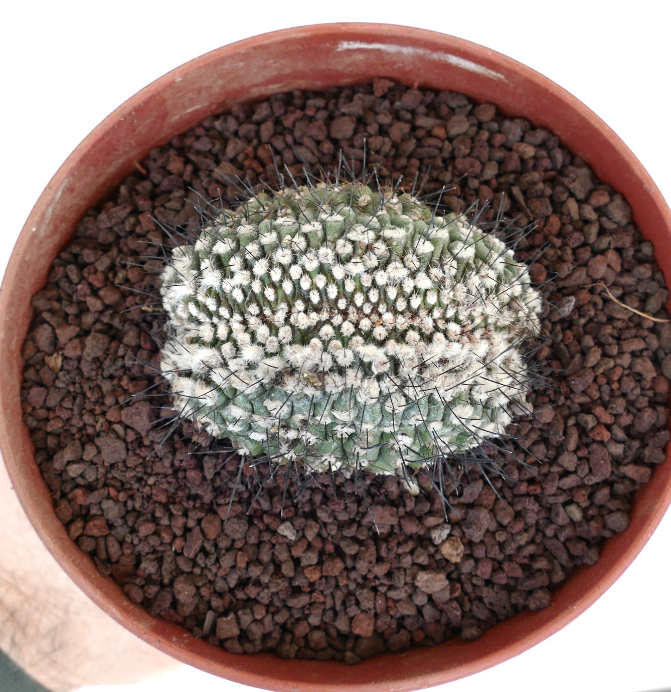 Copiapoa humilis CRESTED CN22