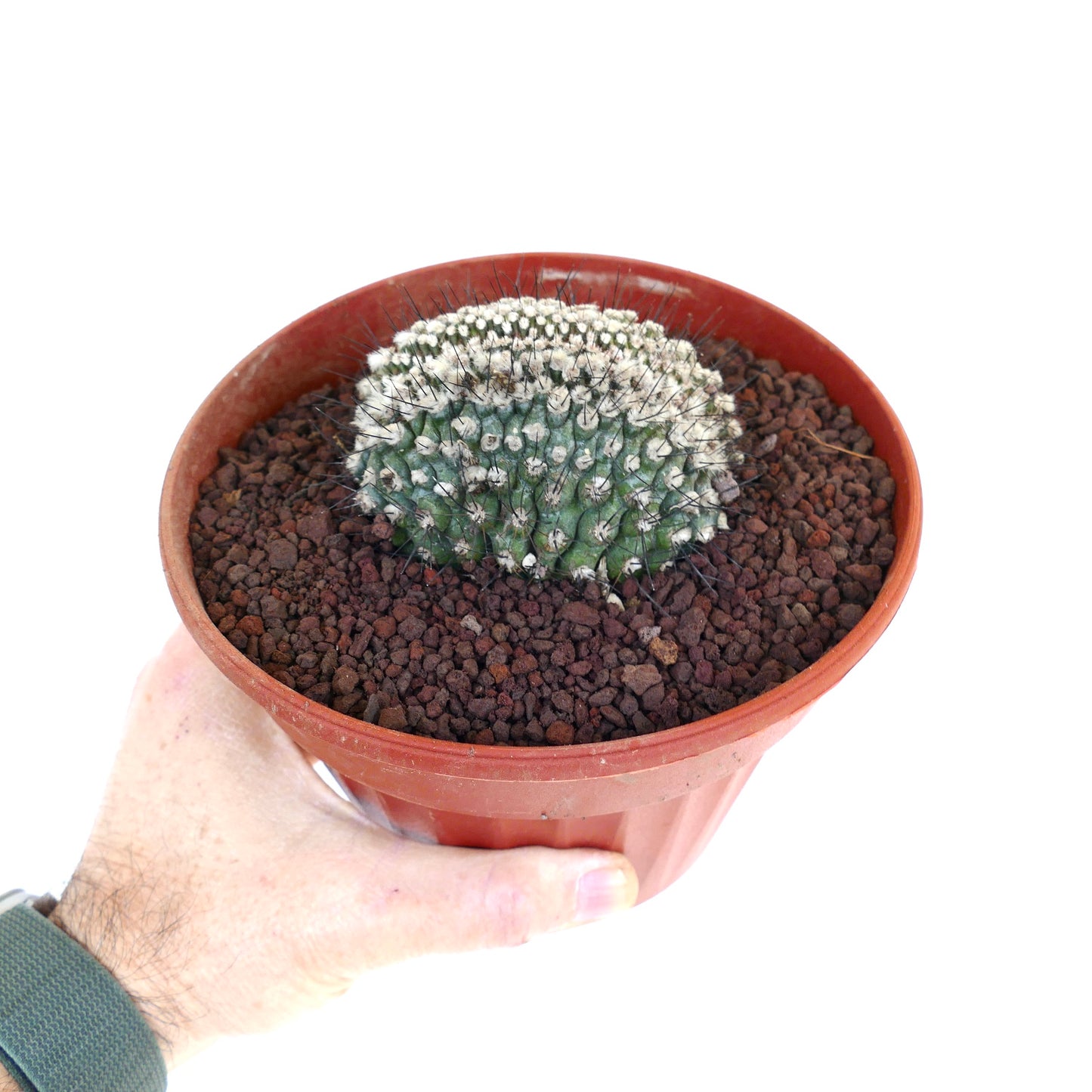 Copiapoa humilis CRESTED CN22