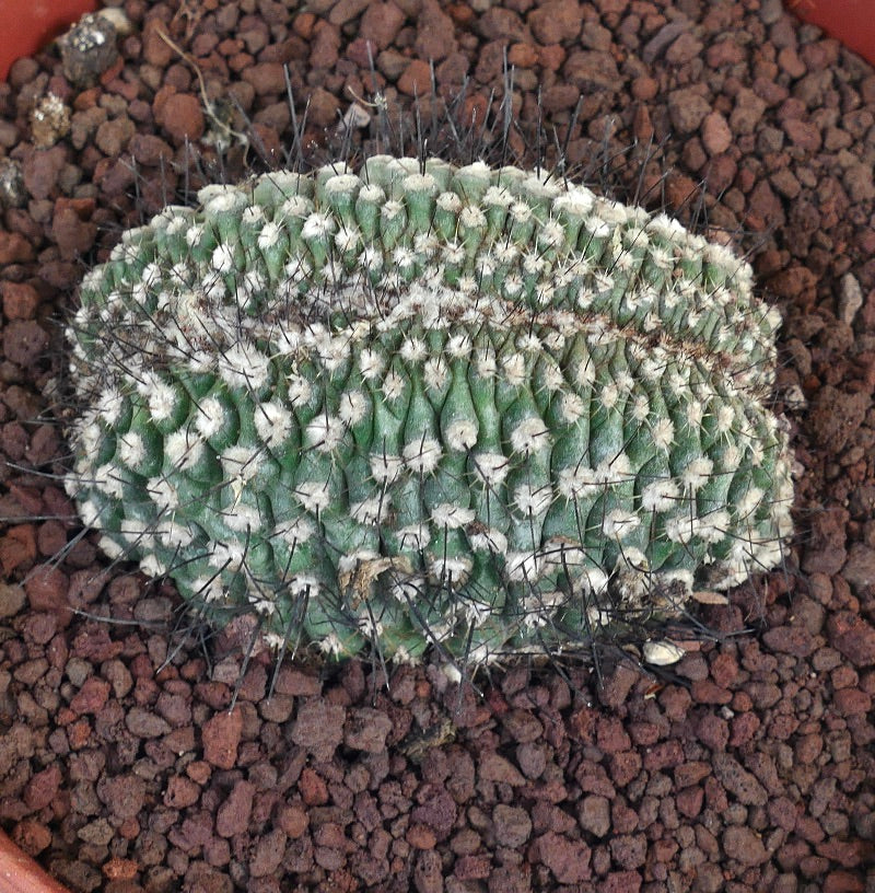 Copiapoa humilis CRESTED WW5