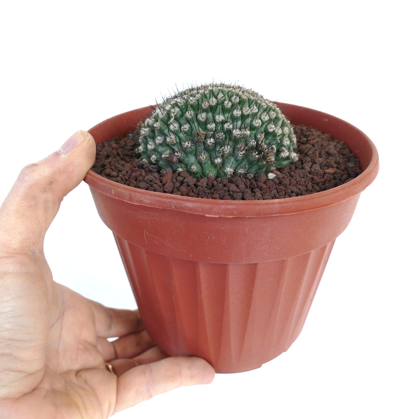 Copiapoa humilis CRESTED WW5