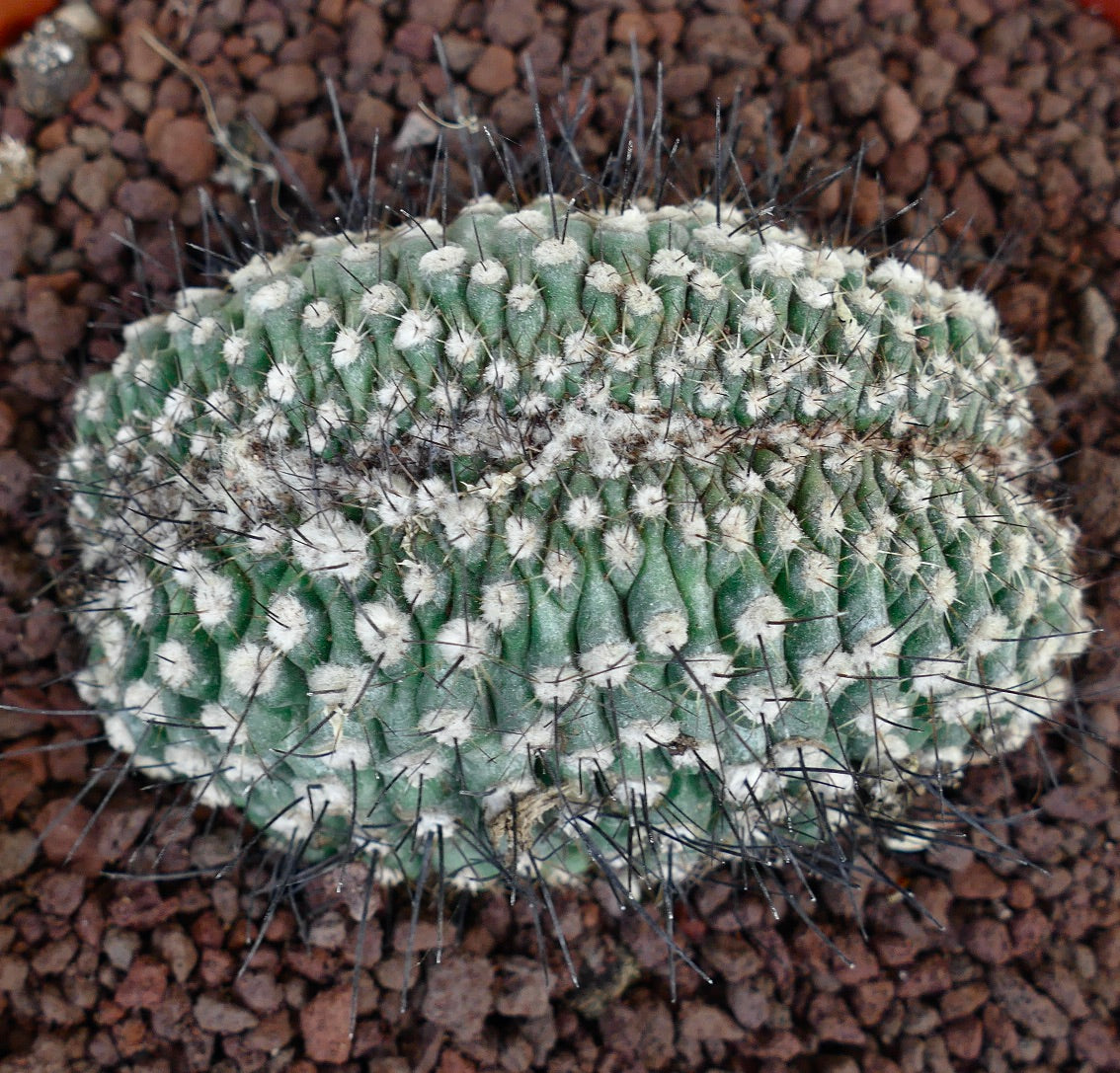 Copiapoa humilis CRESTED WW5