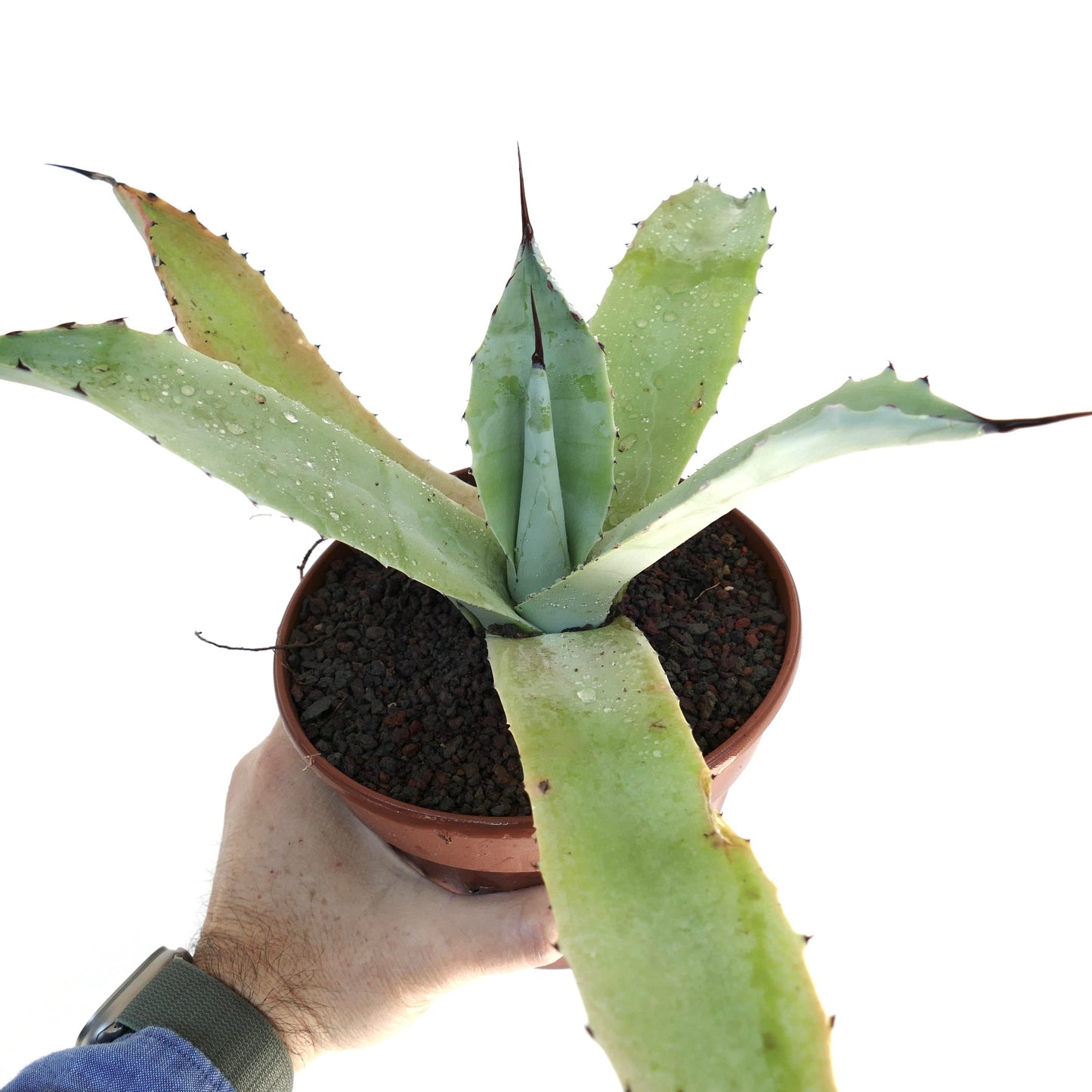 Agave f3 HYBRID (ovatifolia x weberi x eborispina) by Mr. Corsi