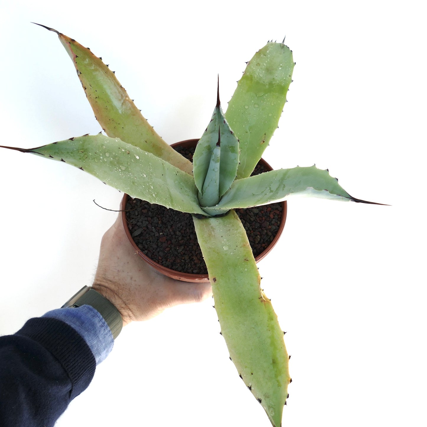 Agave f3 HYBRID (ovatifolia x weberi x eborispina) by Mr. Corsi