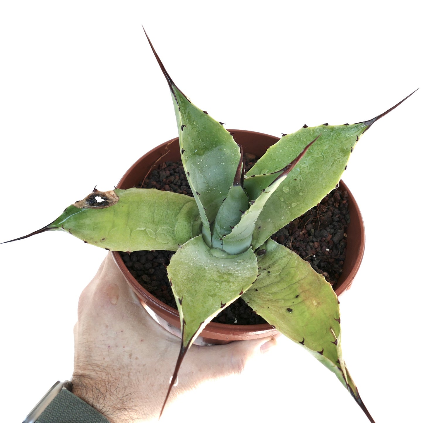 Agave parryi HUNTIGHTON X Agave ovatifolia FPQ1