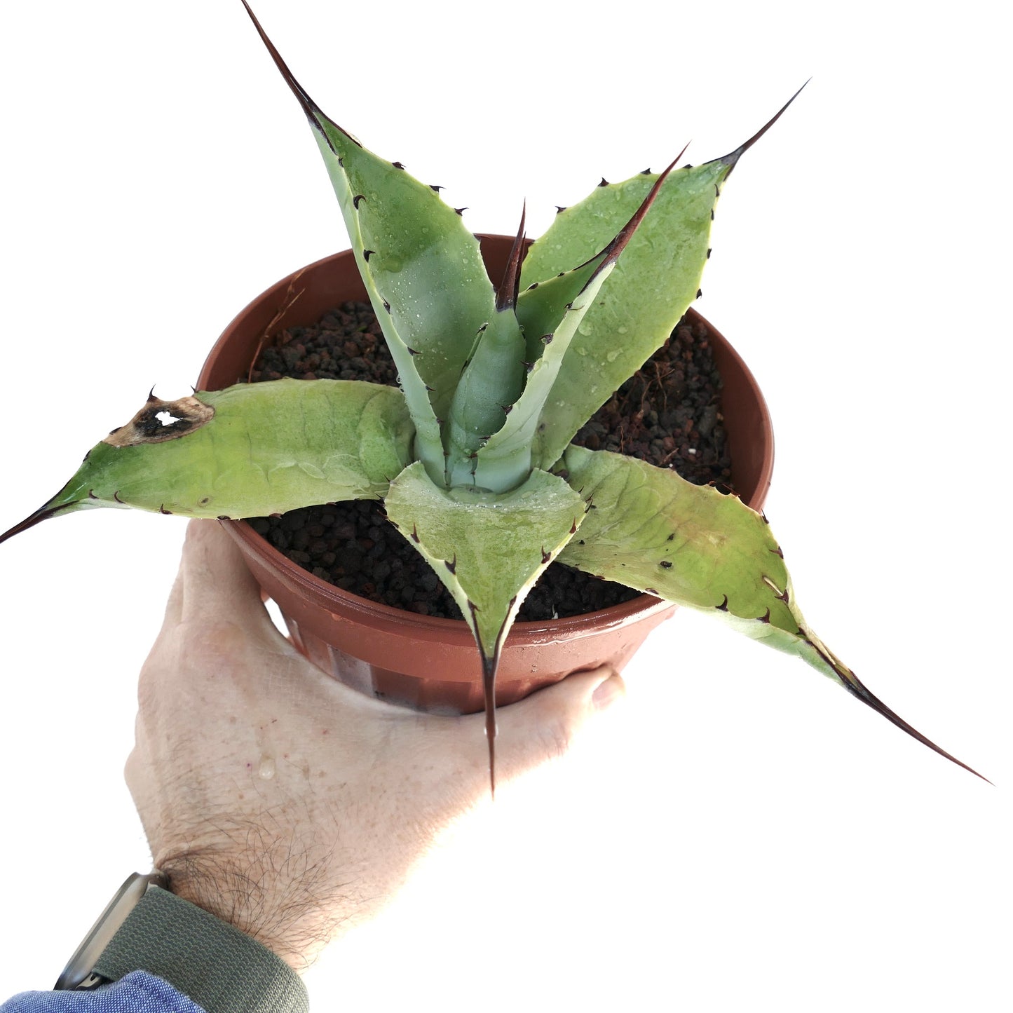 Agave parryi HUNTIGHTON X Agave ovatifolia FPQ1