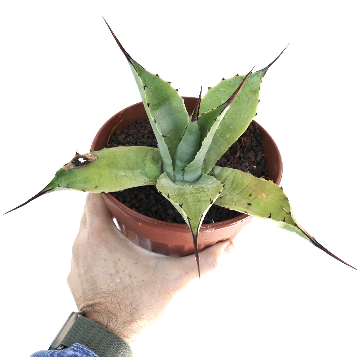 Agave parryi HUNTIGHTON X Agave ovatifolia FPQ1