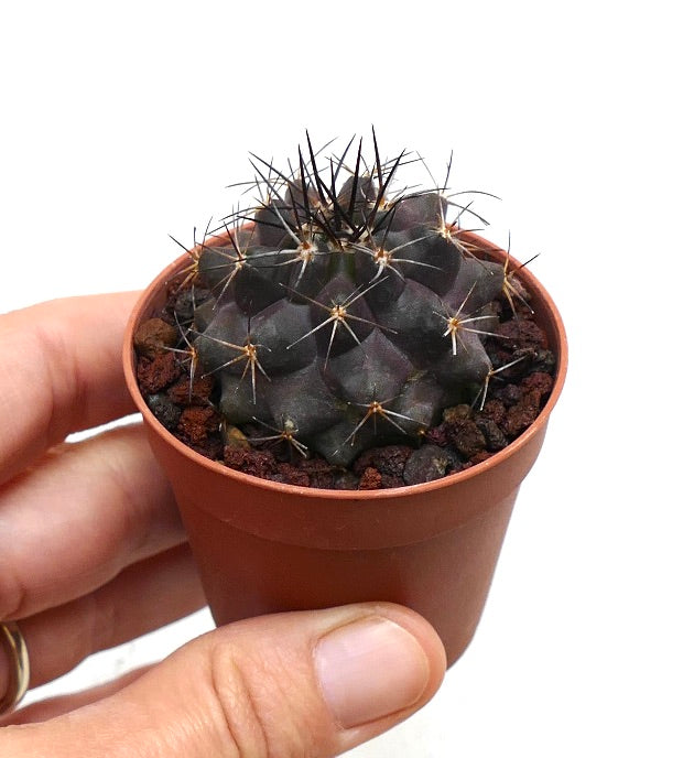 Copiapoa griseoviolacea