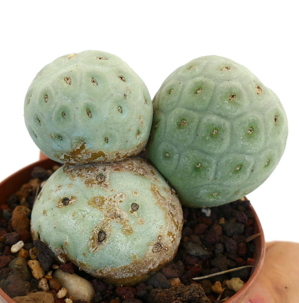 Tephrocactus geometricus