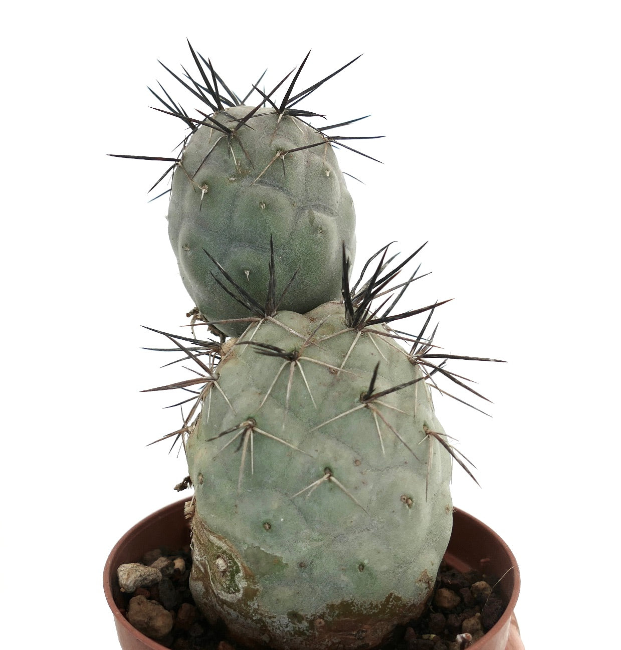 Tephrocactus geometricus BLACK SPINES