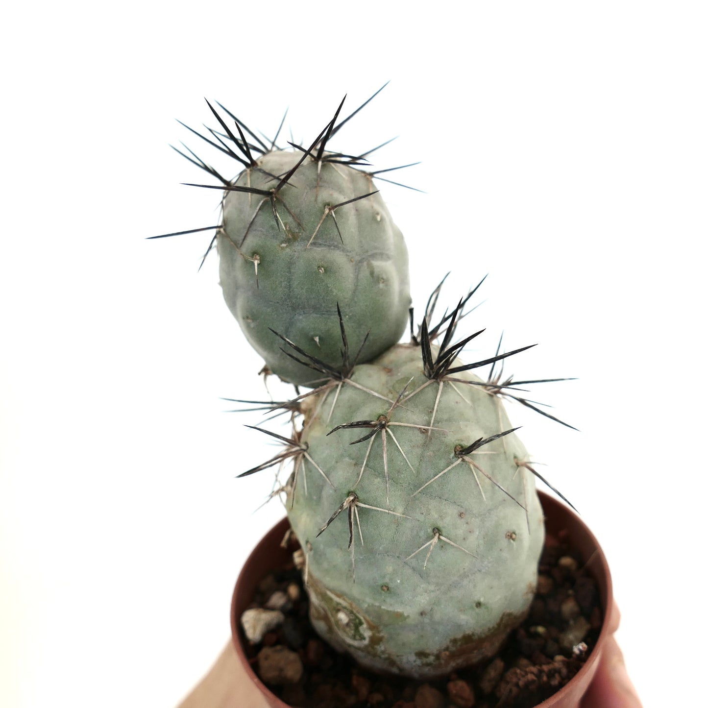 Tephrocactus geometricus BLACK SPINES