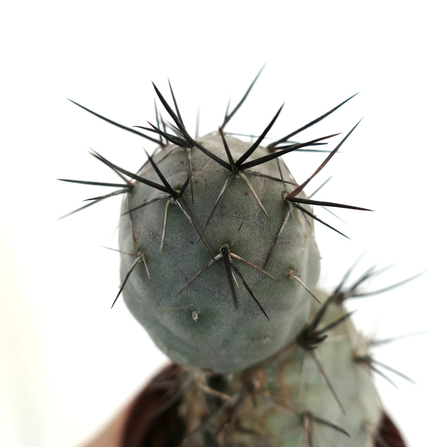 Tephrocactus geometricus BLACK SPINES