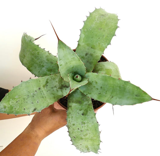 Agave ovatifolia X Agave uthaensis X Agave cerulata Sukkulente mit breiten, dornigen, hellgrünen Blättern und strukturierter Oberfläche