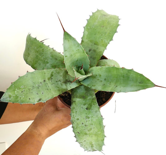 Agave ovatifolia X Agave uthaensis X Agave cerulata Sukkulente mit breiten, stacheligen grünen Blättern und gefleckter Textur