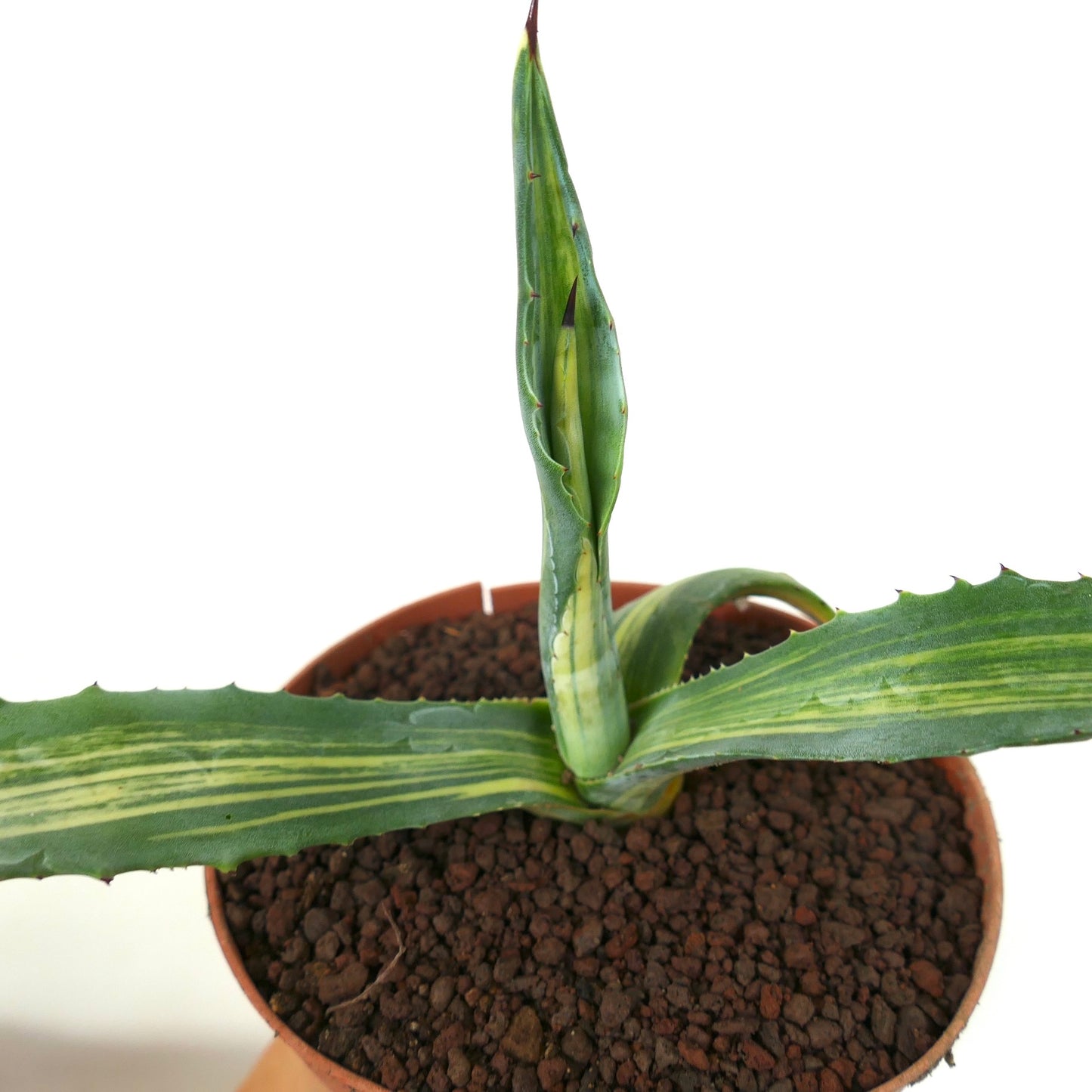 Agave americana STRIATA VARIEGATED