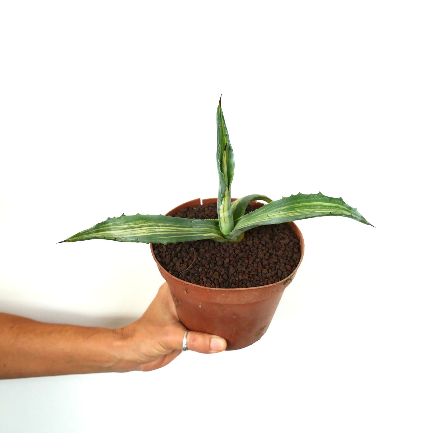 Agave americana STRIATA VARIEGATED