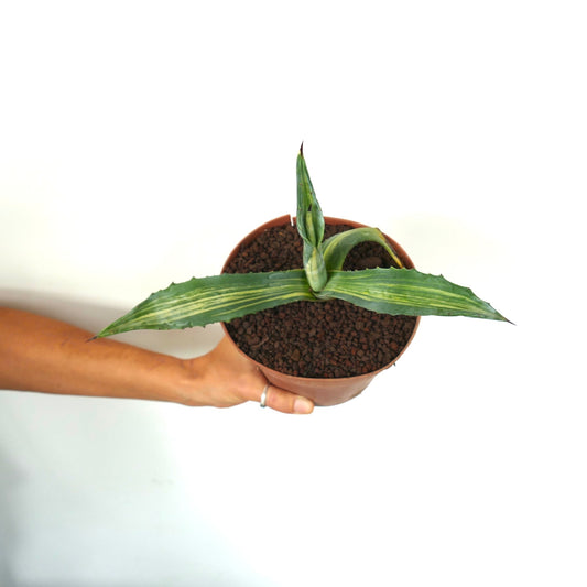 Agave americana STRIATA VARIEGATED