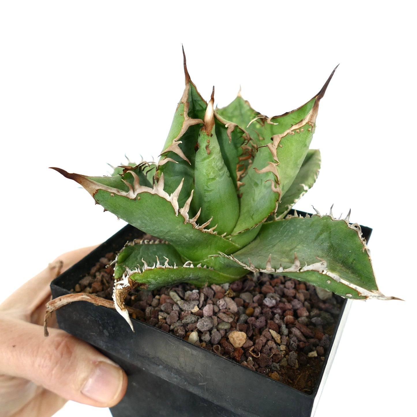 Agave titanota cv WATANABE (internal spines) X TIGER SHARK