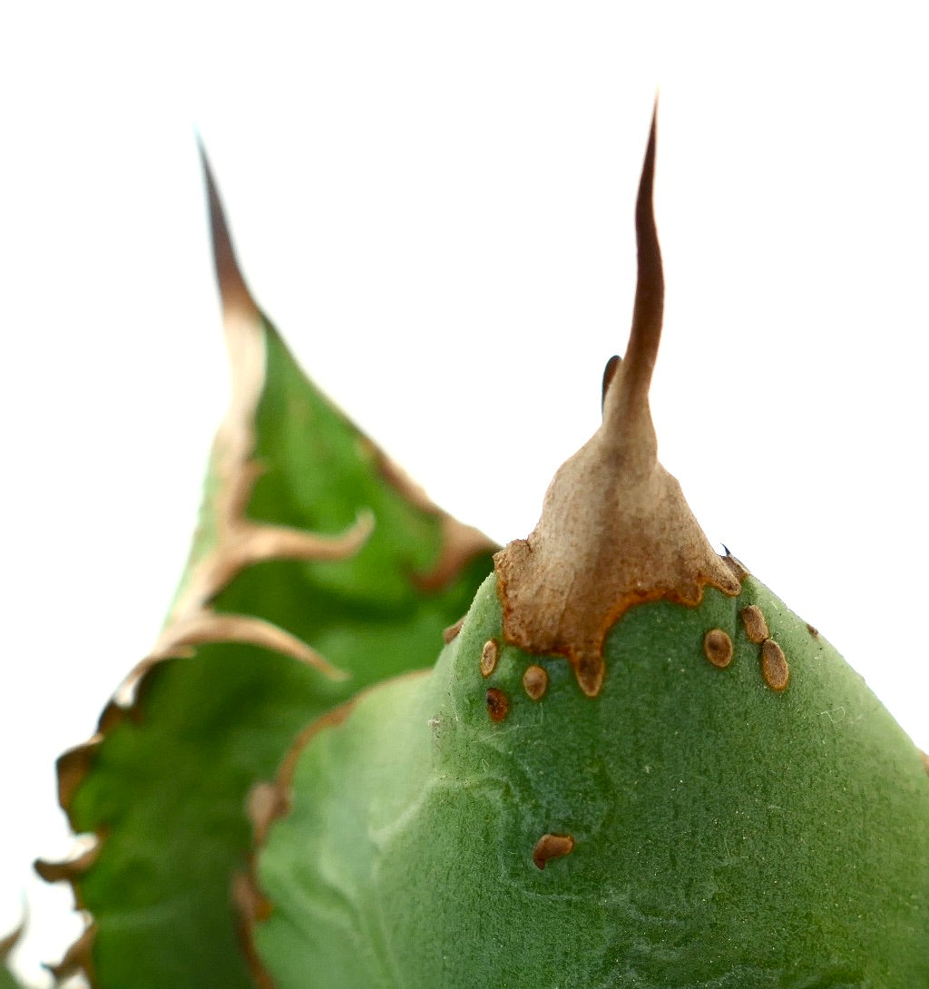 Agave titanota cv WATANABE (internal spines) X TIGER SHARK