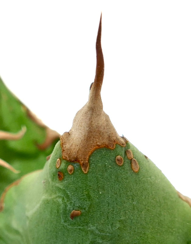 Agave titanota cv WATANABE (internal spines) X TIGER SHARK