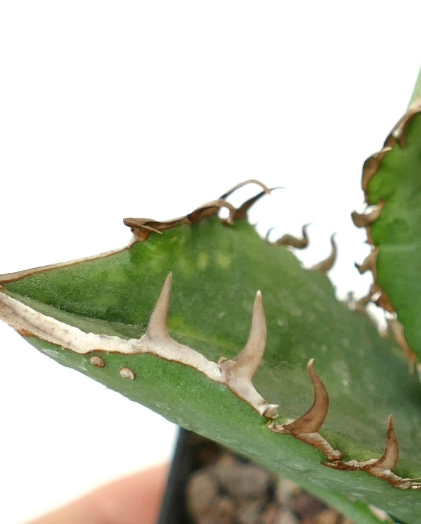 Agave titanota cv WATANABE (internal spines) X TIGER SHARK