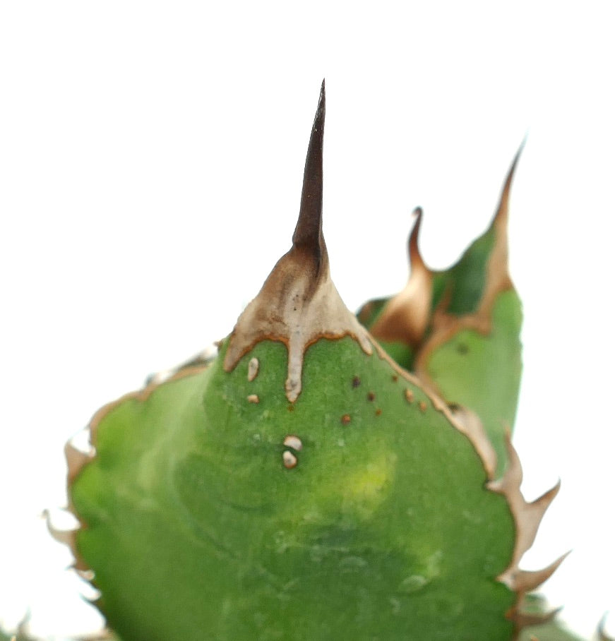 Agave titanota cv WATANABE (internal spines) X TIGER SHARK