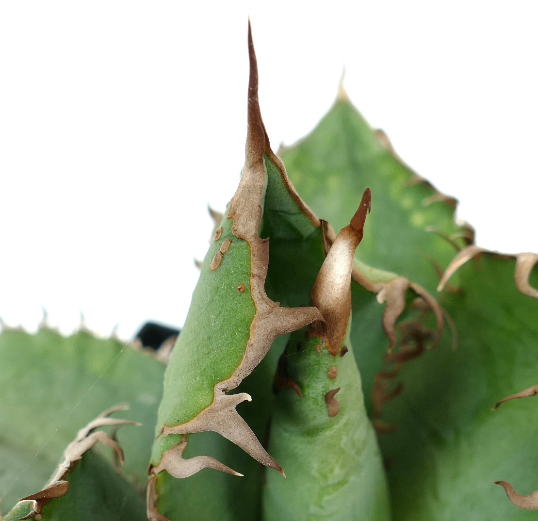 Agave titanota cv WATANABE (internal spines) X TIGER SHARK