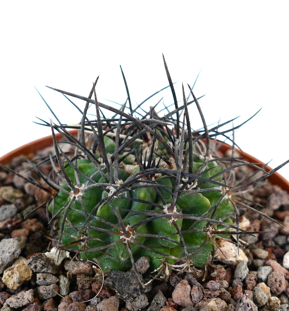 Neoporteria iquiquensis sukkulenter Kaktus mit langen dunklen Dornen und geripptem grünem Körper in felsigem Boden