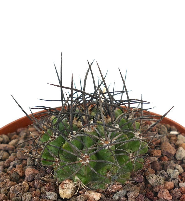 Neoporteria iquiquensis kleiner grüner Kaktus mit langen dunklen Stacheln und strukturierter Oberfläche im Topf