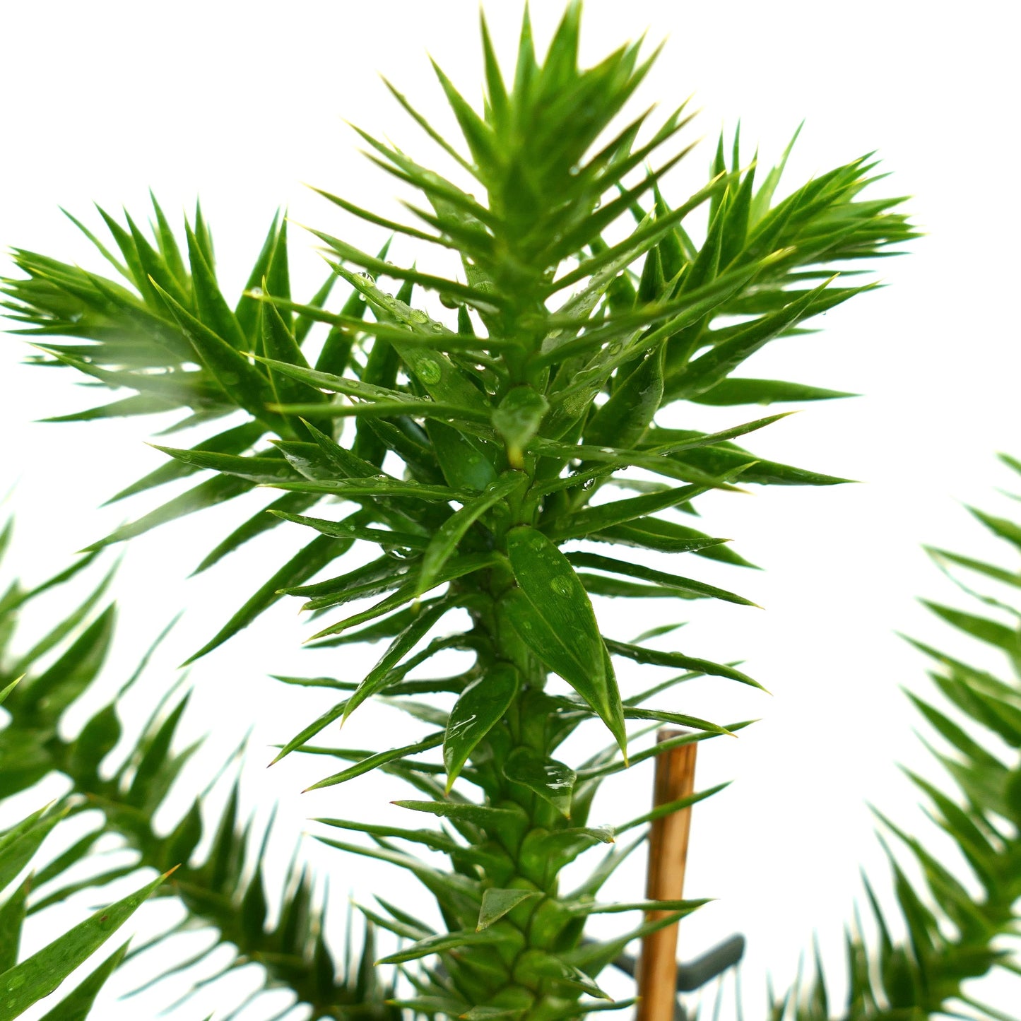 Araucaria araucana close-up of spiky green foliage with water droplets