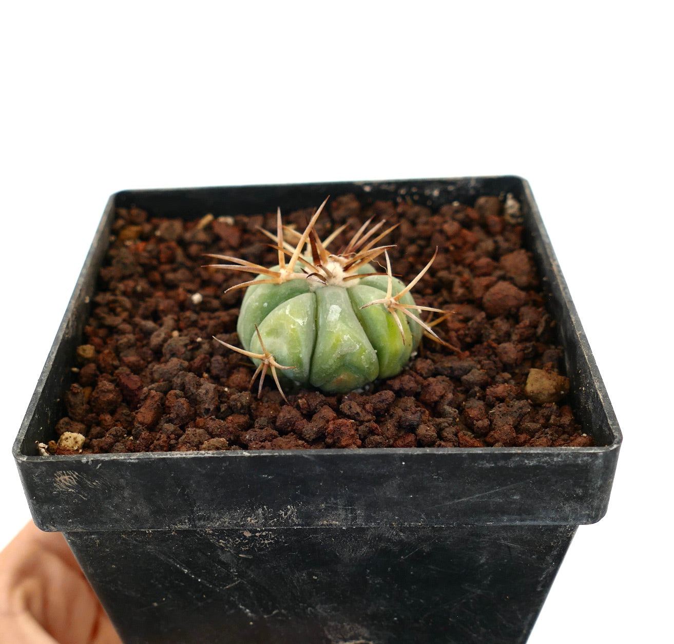 Echinocactus horizonthalonius piccolo cactus verde con spine marroni lunghe e prominenti in vaso nero