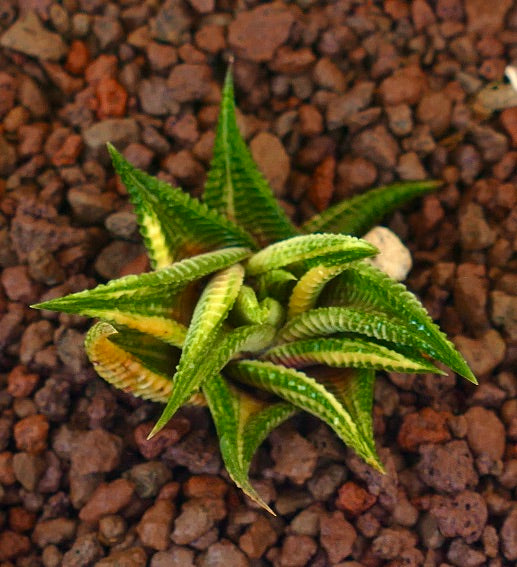 Haworthia limifolia 'Yellow Variegated' succulent with textured leaves and yellow-green variegation
