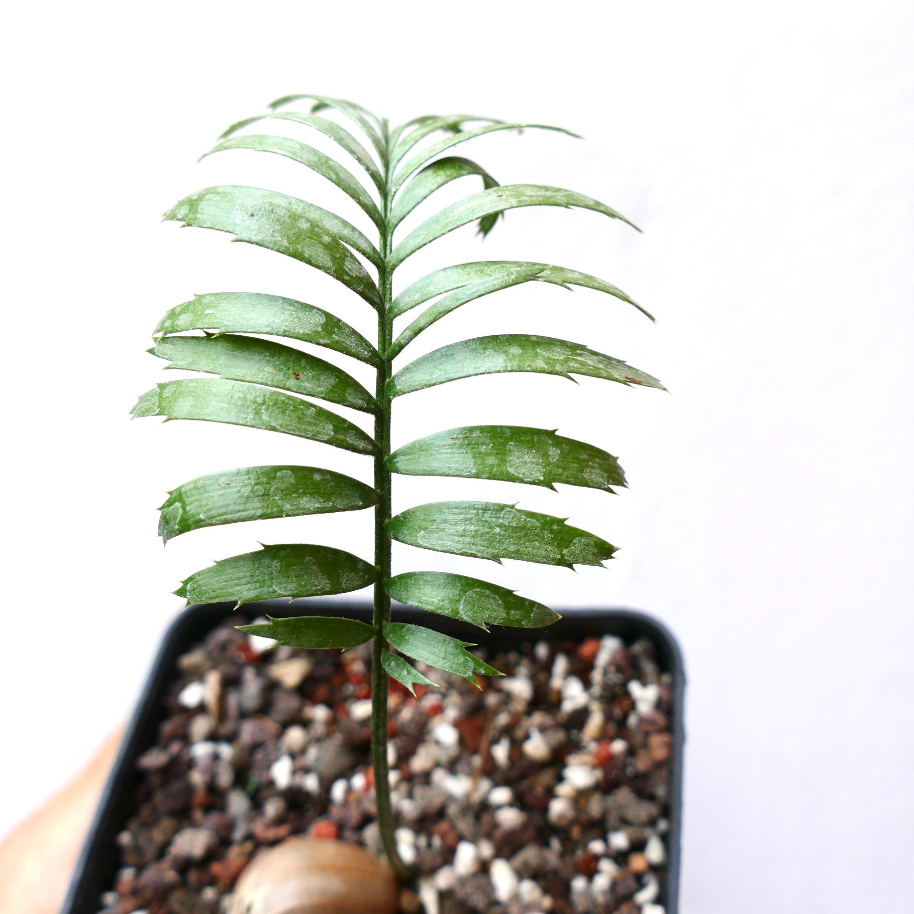 Encephalartos caffer ung sjelden cycad med segmenterte grønne blader og taggete kanter i potte