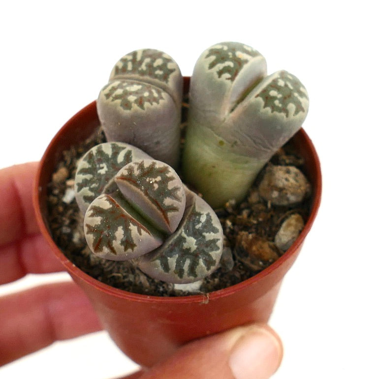 Lithops dorotheae succulent with gray-green paired leaves and intricate dark patterns in small pot