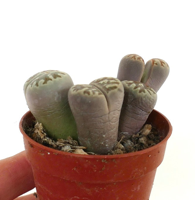 Lithops dorotheae succulent with rounded, textured gray-green leaves in small pot
