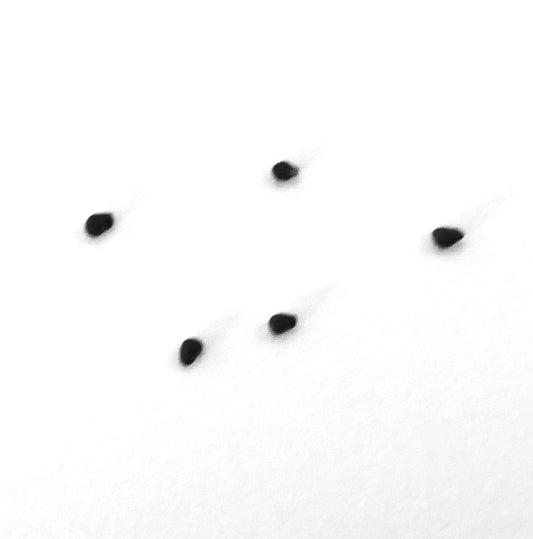 Obregonia denegrii VARIEGATED SEEDS