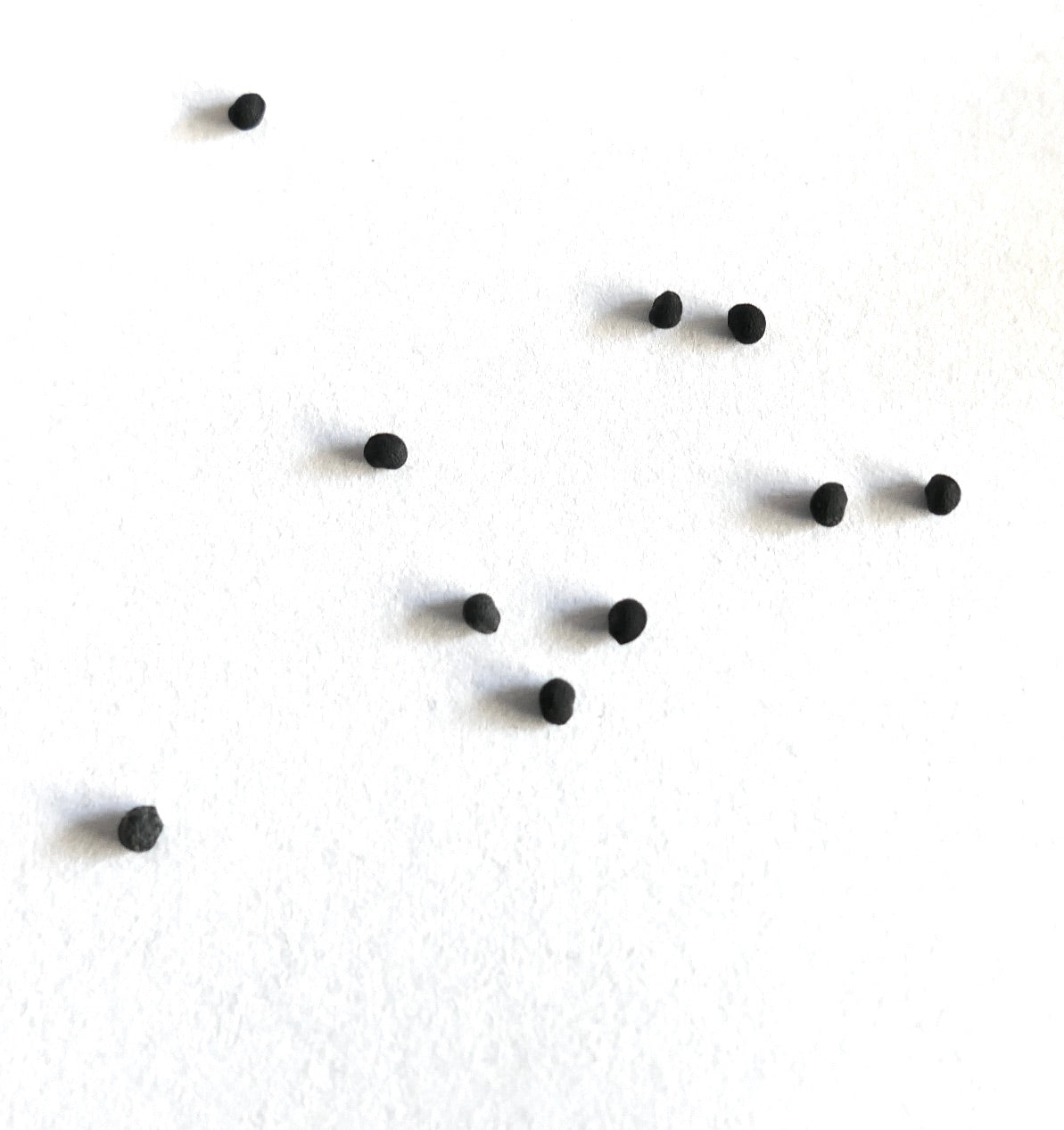 เมล็ดต้นกระบองเพชรสีดำขนาดเล็ก อิชิโนเซเรอัส เดเลอทิยี บนพื้นหลังสีขาว