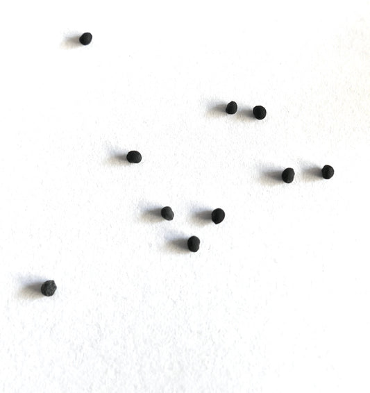 เมล็ดพันธุ์ เอกิโนเซเรอัส เดลาเอตีี