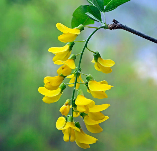 Laburnum anagyroides bright yellow hanging pea-like flowers with green leaves
