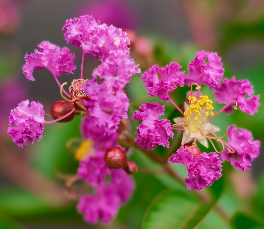 Lagerstroemia indica cv PETAL MIST 'Pink'