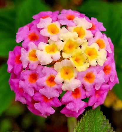 Lantana camara 25-40cm DIFFERENT COLOURS